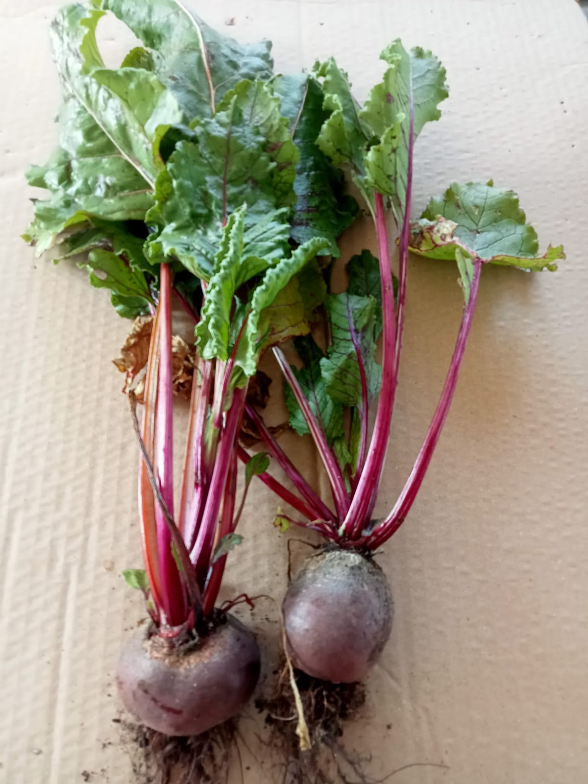 Beetroot