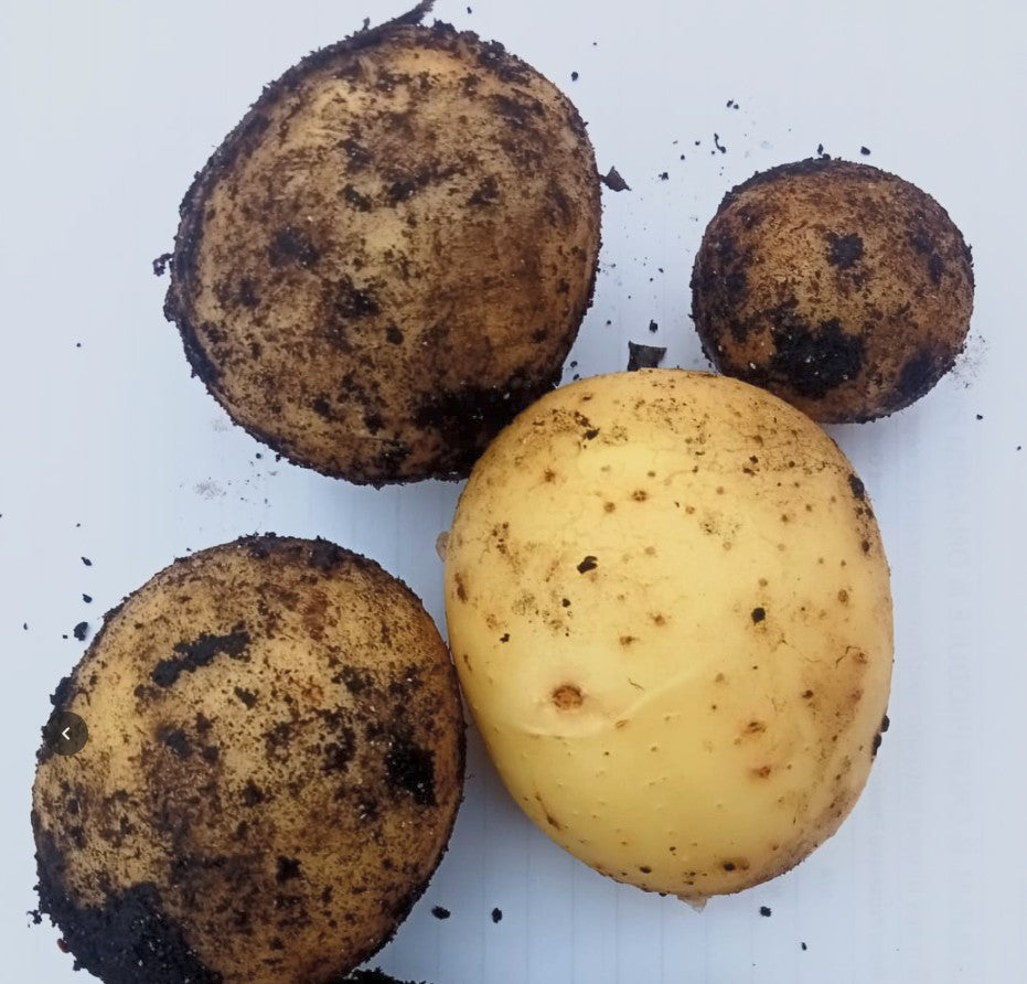 Connect Potatoes 1 Kg