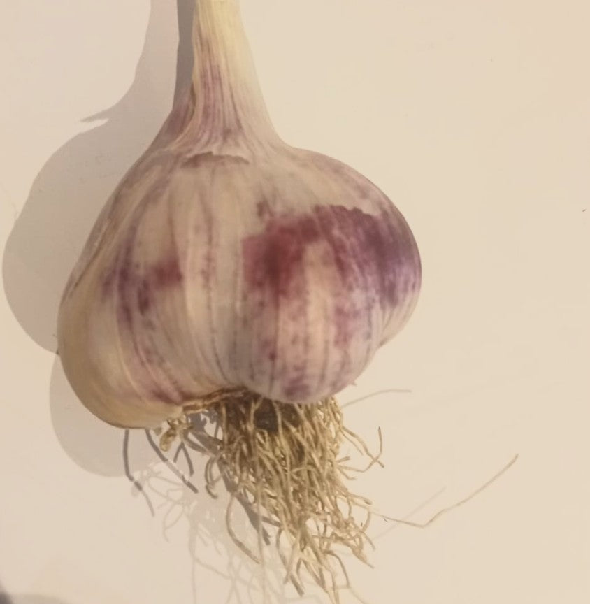 Garlic