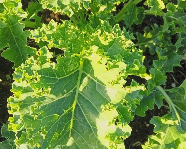 Kale 'Dwarf Green Curled'