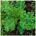 Kale 'Dwarf Green Curled'