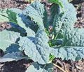 Kale 'Nero di Toscana'