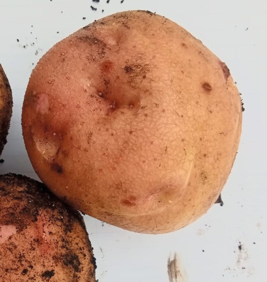 Kerrs Pink Potatoes 1 Kg
