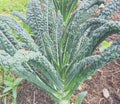 Kale 'Nero di Toscana'