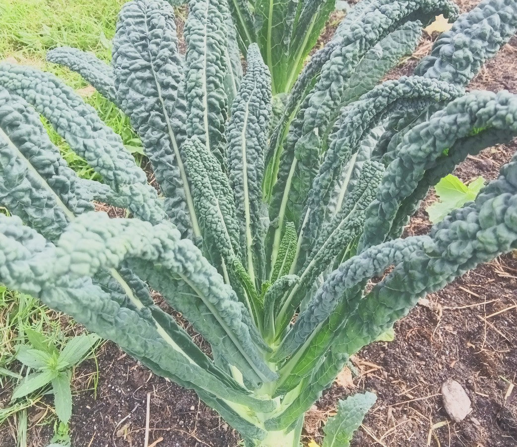 Kale 'Nero di Toscana'