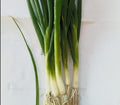 Scallions