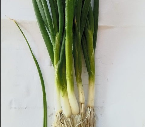 Scallions