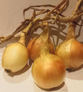 Onion (Sturon) 1Kg
