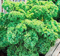 Kale 'Dwarf Green Curled'