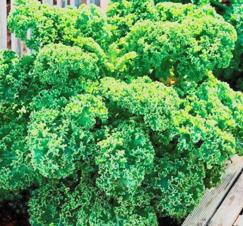 Kale 'Dwarf Green Curled'