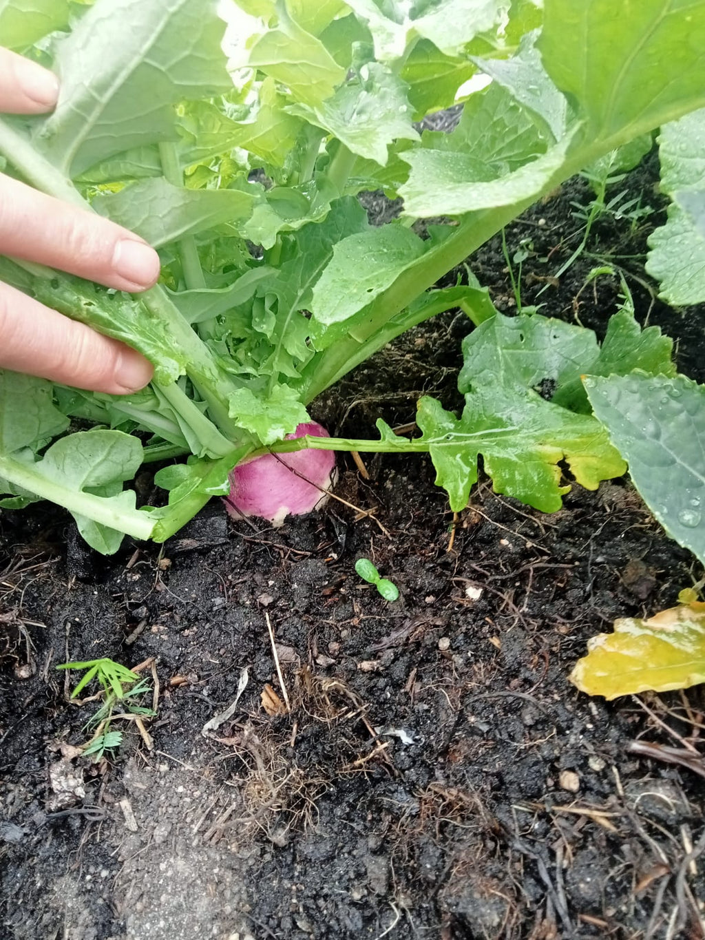 Turnip "Purple Top Milan"