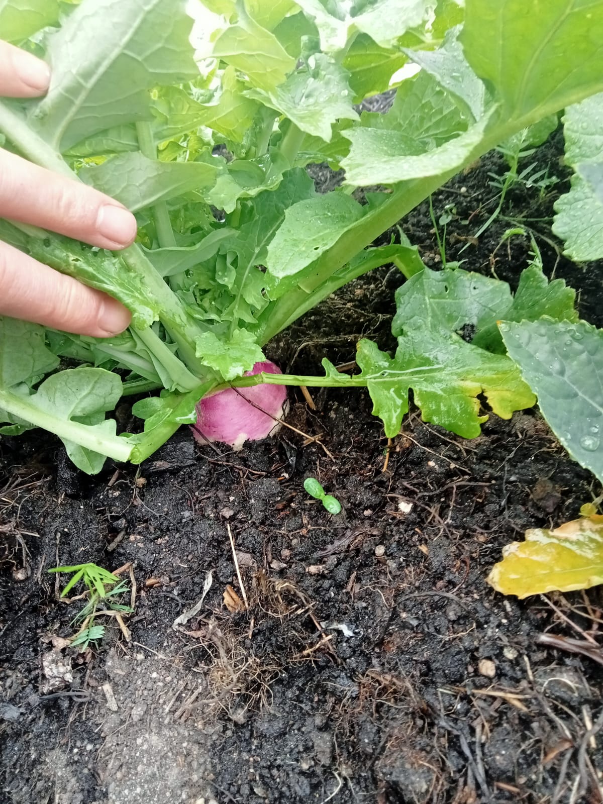 Turnip "Purple Top Milan"