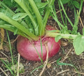 Turnip "Purple Top Milan"
